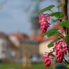 Frühling in der Stadt...