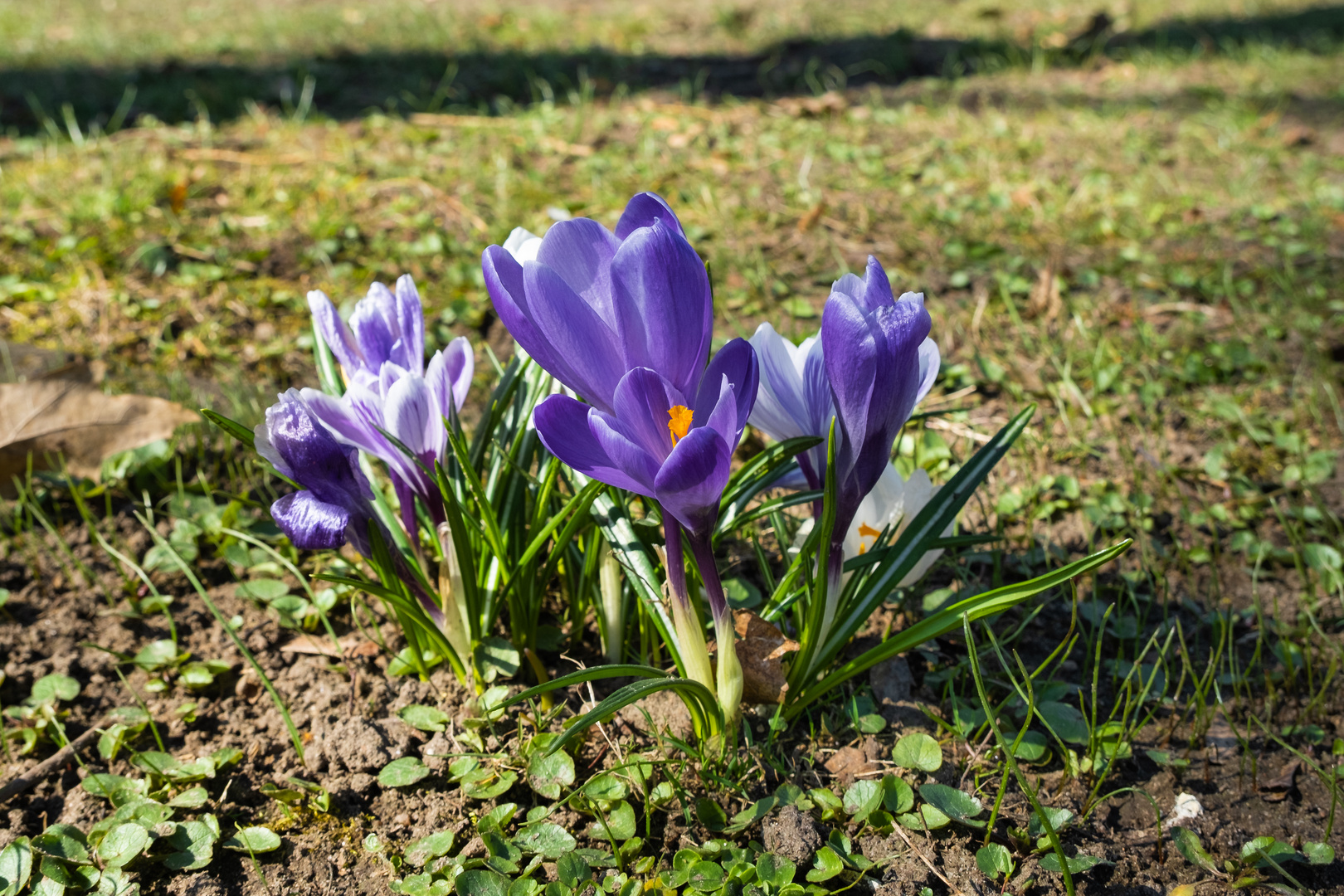 Frühling in der Stadt