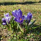 Frühling in der Stadt