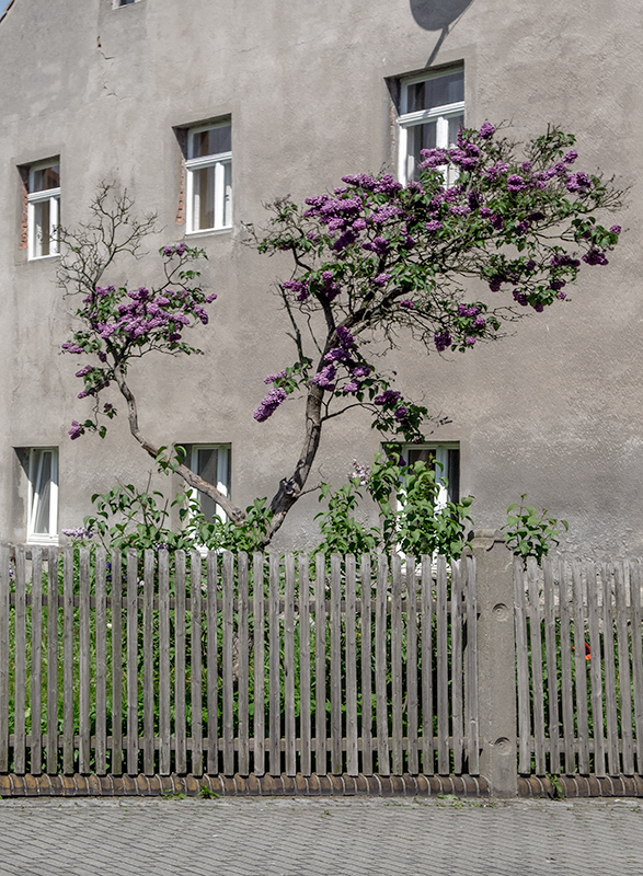 Frühling in der Stadt