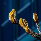 Frühling in der Stadt