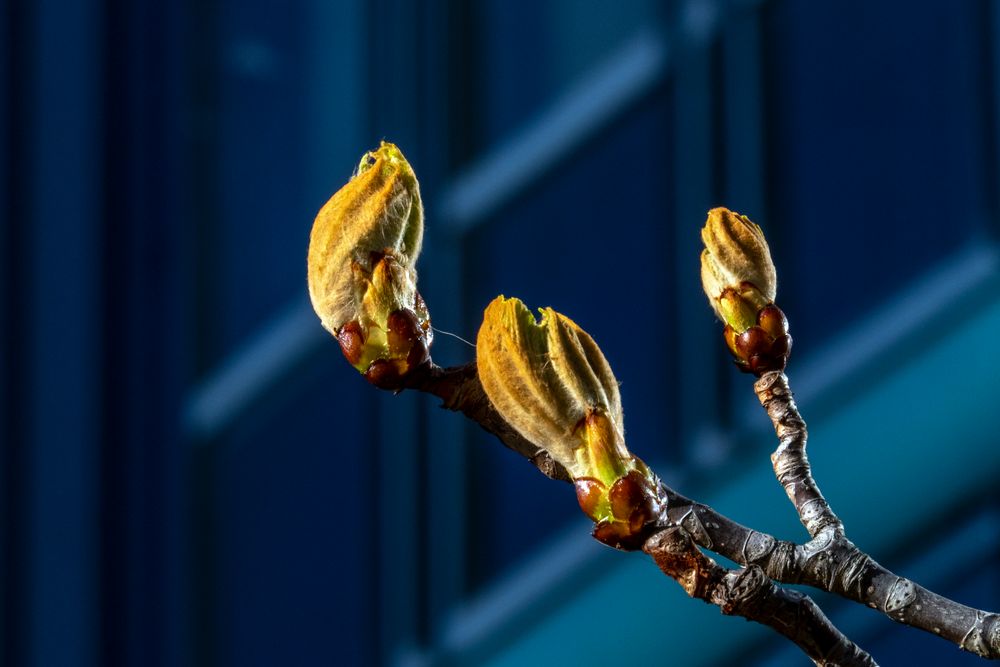 Frühling in der Stadt