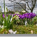 Frühling in der Stadt