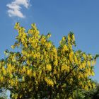 Frühling in der Stadt