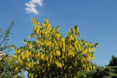 Frühling in der Stadt