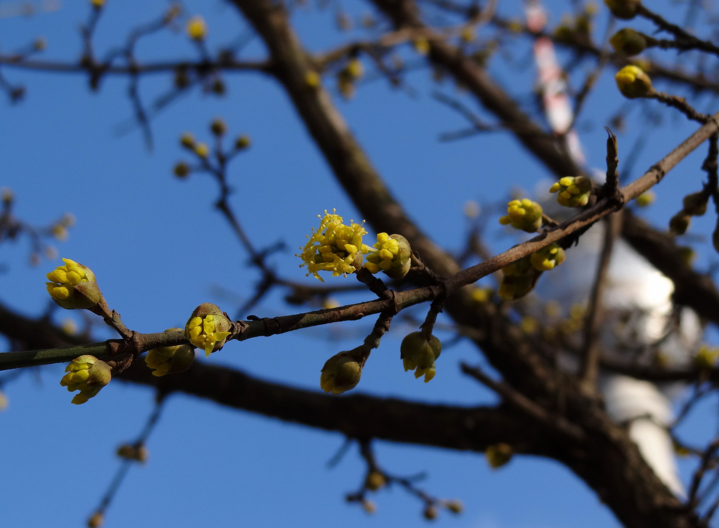 Frühling in der Stadt...