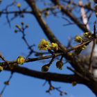 Frühling in der Stadt...