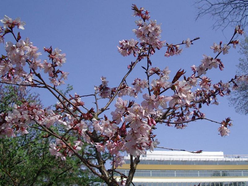 Frühling in der Stadt