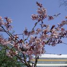 Frühling in der Stadt