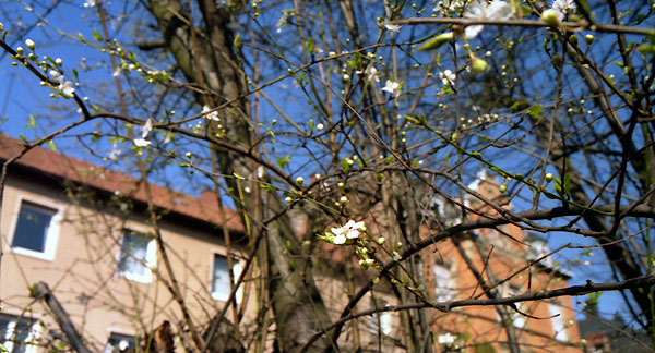 Fruehling in der Stadt Landau