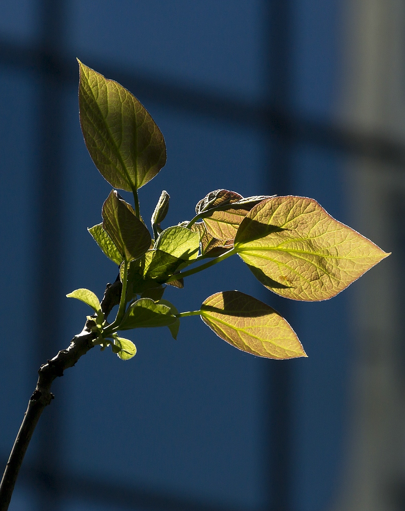 Frühling in der Stadt - reload