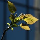 Frühling in der Stadt - reload