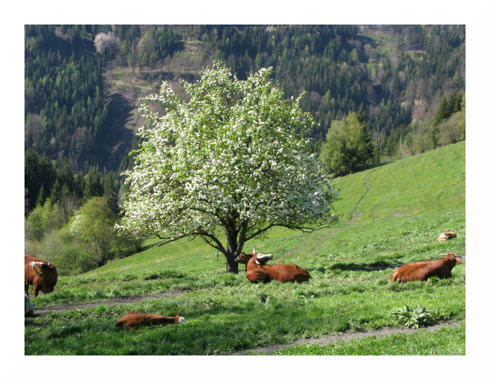 Frühling in der Steiermark