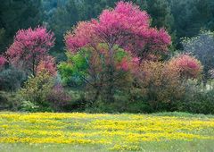 Frühling in der südlichen Provence