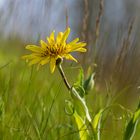 Frühling in der Südoststeiermark 2021