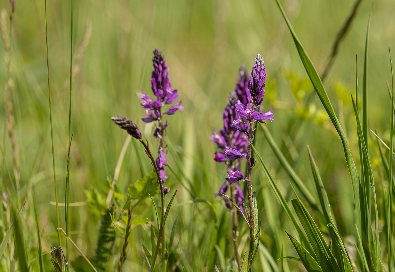 Frühling in der Südoststeiermark 2021