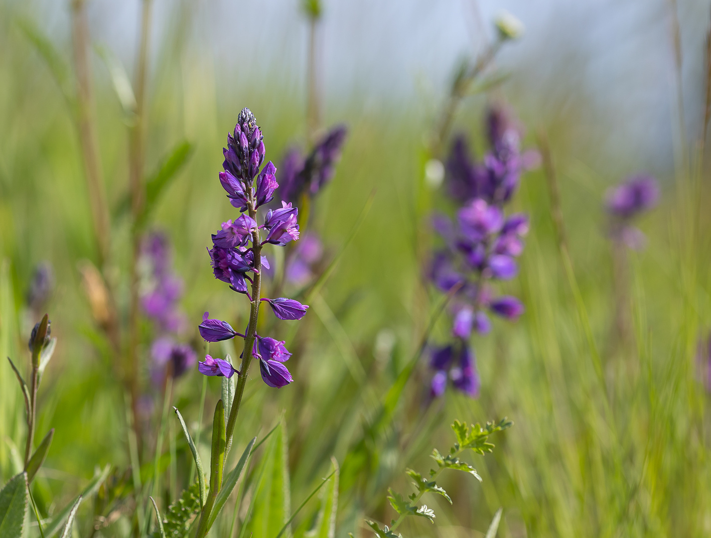 Frühling in der Südoststeiermark 2021