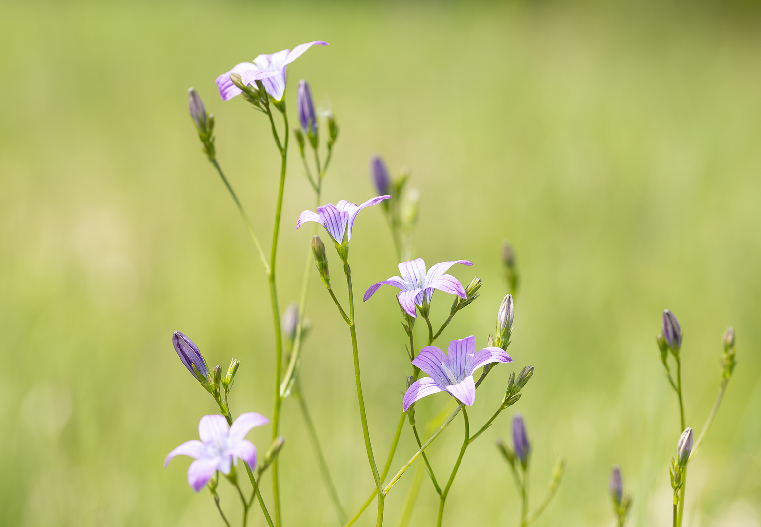 Frühling in der Südoststeiermark 2021