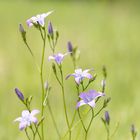 Frühling in der Südoststeiermark 2021