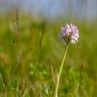 Frühling in der Südoststeiermark 2021