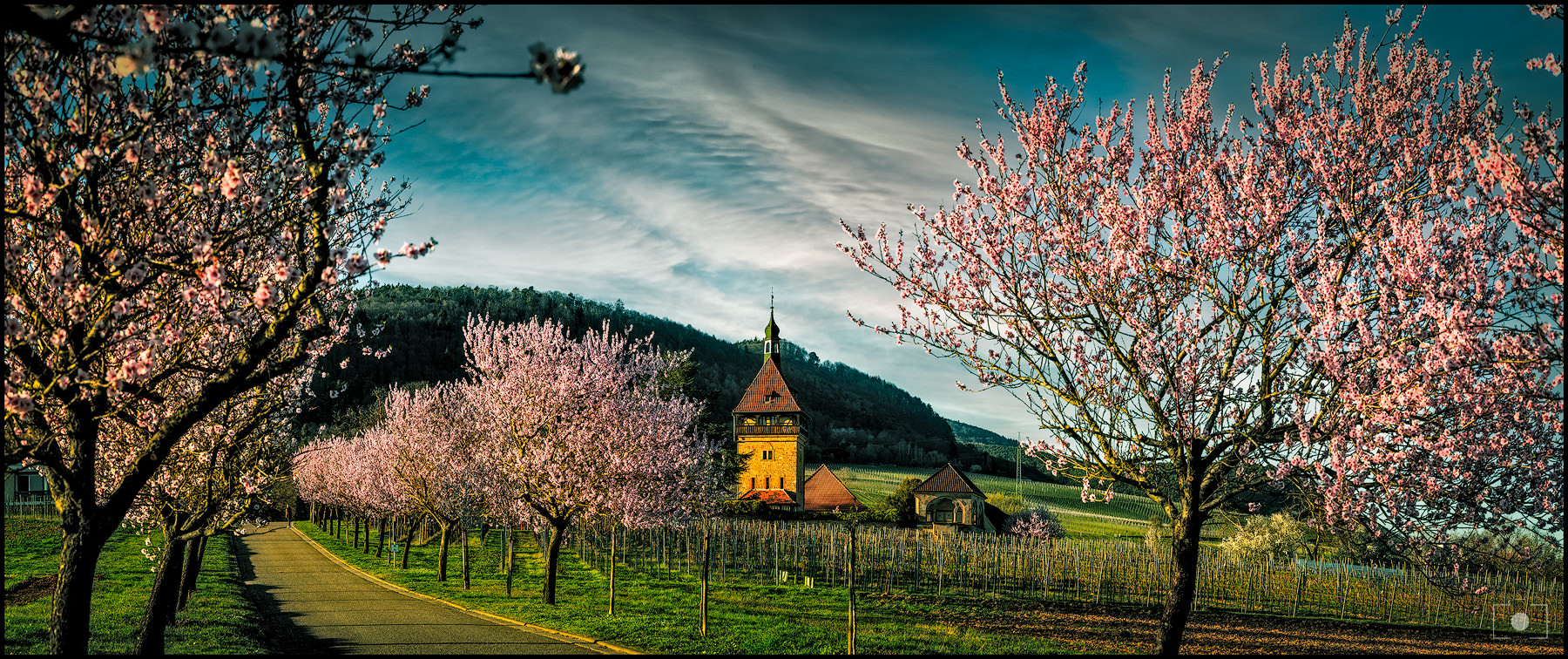 Frühling in der Südpfalz