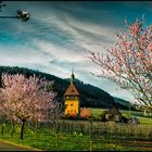 Frühling in der Südpfalz
