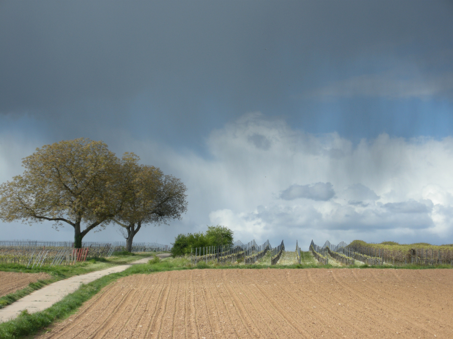 Frühling in der Südpfalz