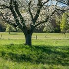 Frühling in der Südpfalz...