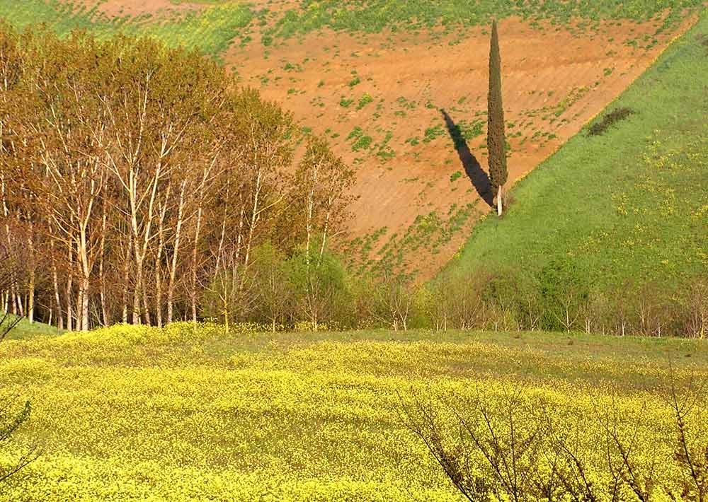 Frühling in der Toskana, "11 Uhr"