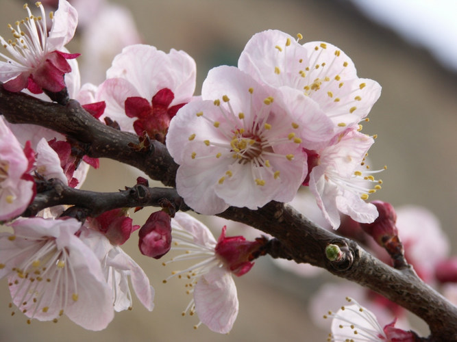 Frühling in der Toskana