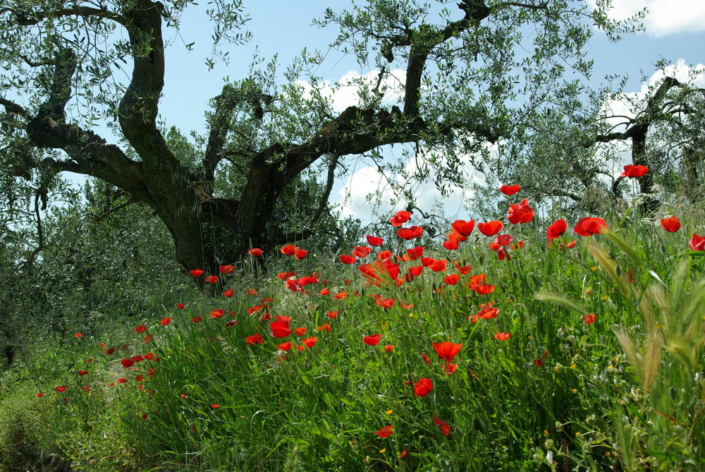 Frühling in der Toskana