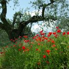 Frühling in der Toskana