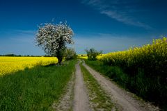 Frühling in der Uckermark 01