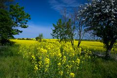 Frühling in der Uckermark 02