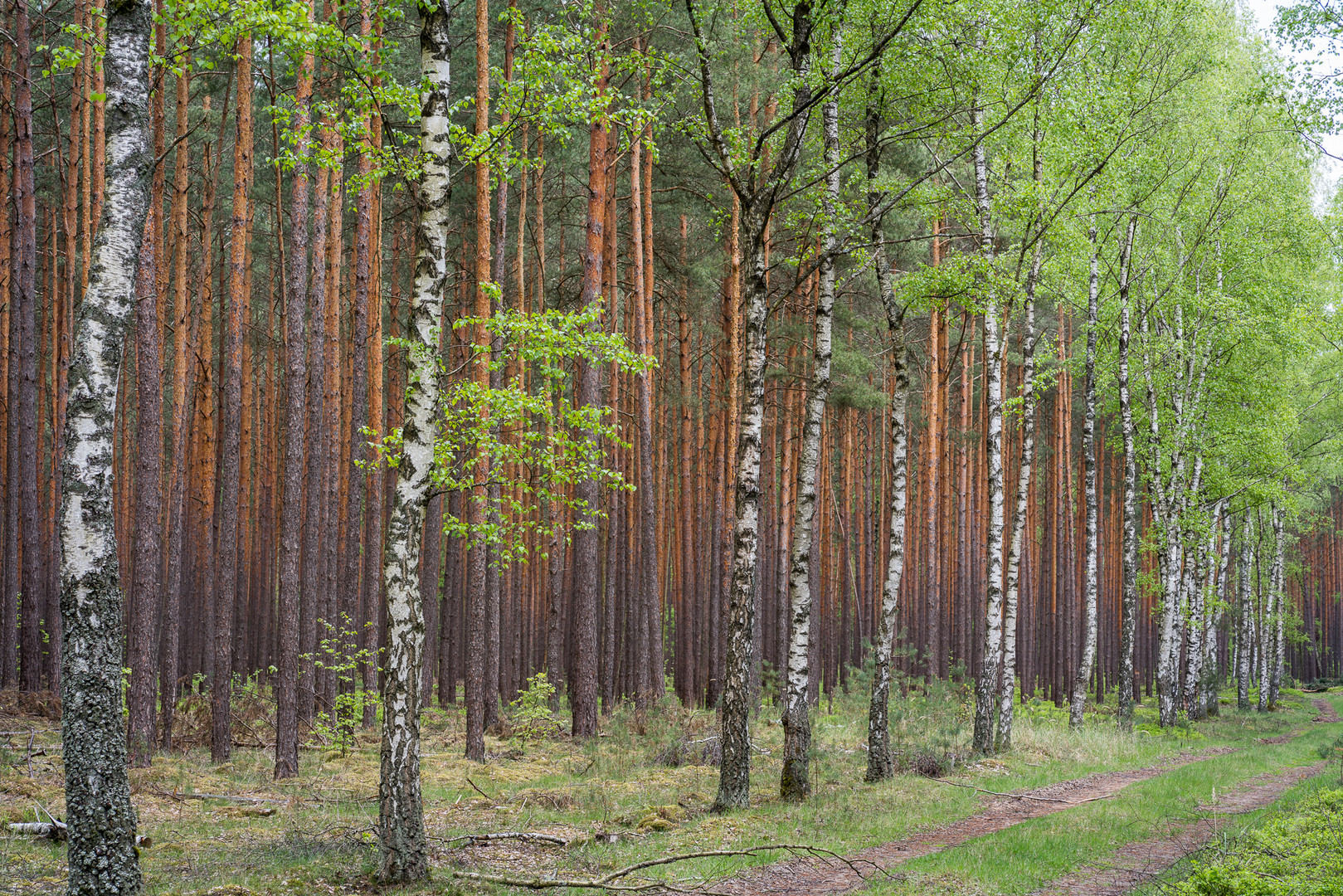 Frühling in der Uckermark   09143   