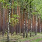 Frühling in der Uckermark   09143   