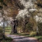 Frühling in der Uckermark