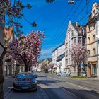 Frühling in der Ulmer Straße