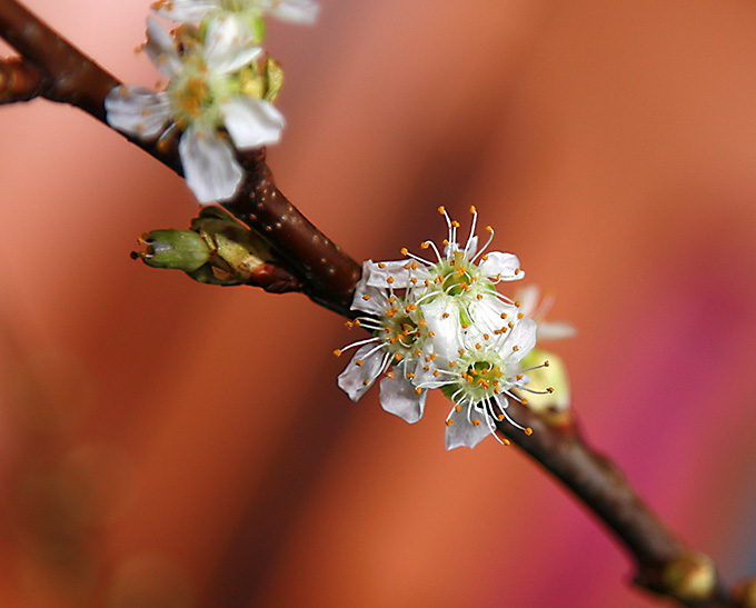 Frühling in der Vase 2