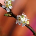 Frühling in der Vase 2