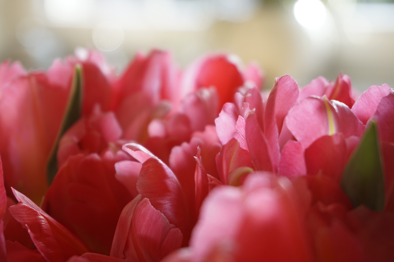 Frühling in der Vase