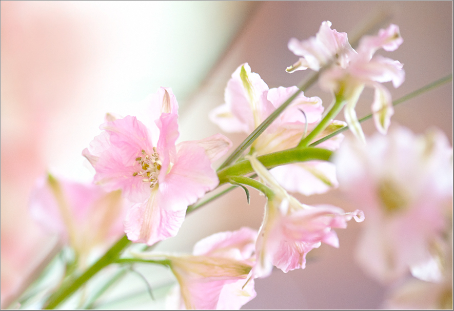 frühling in der vase