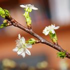 Frühling in der Vase