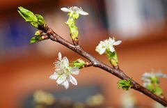 Frühling in der Vase