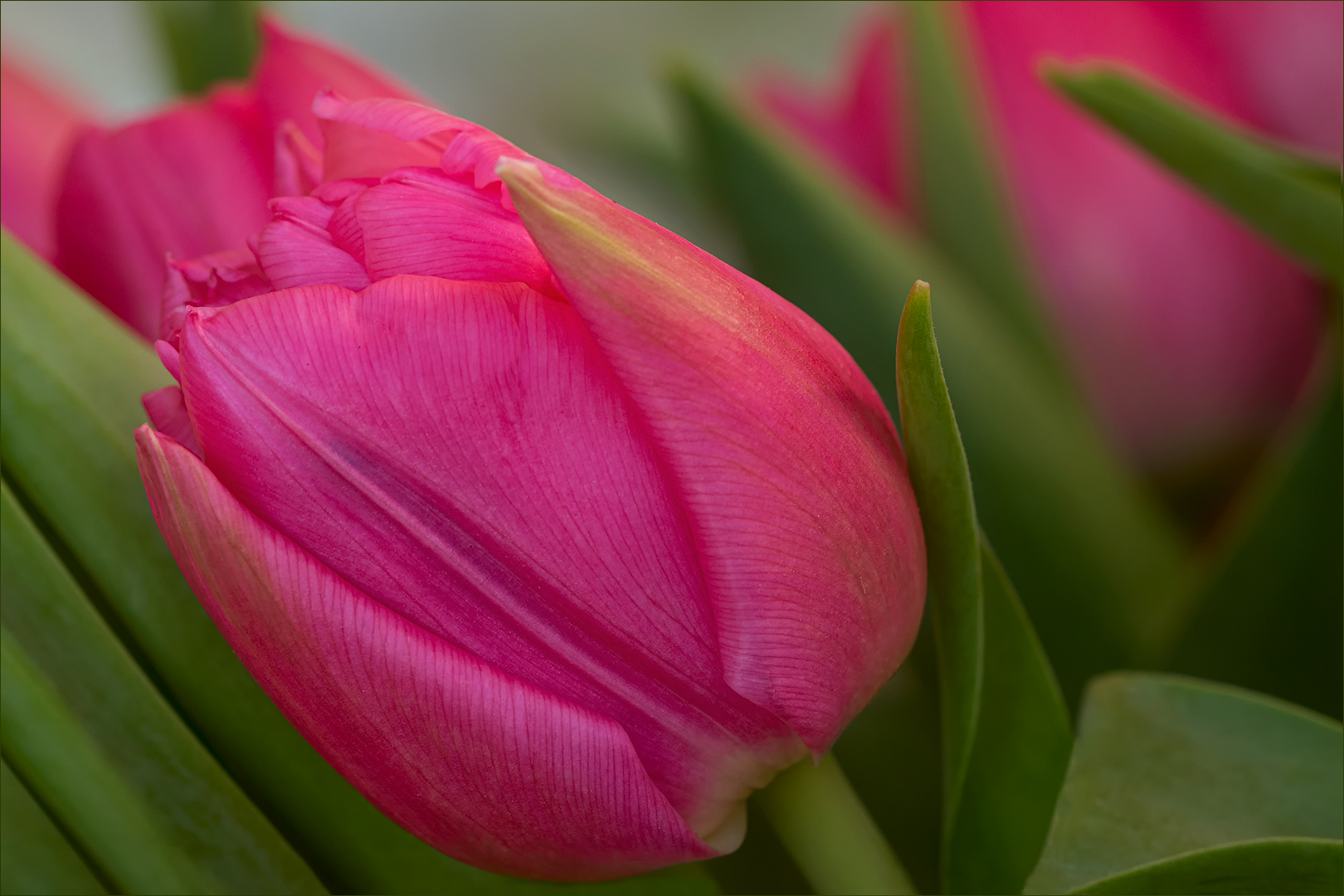 Frühling in der Vase....V