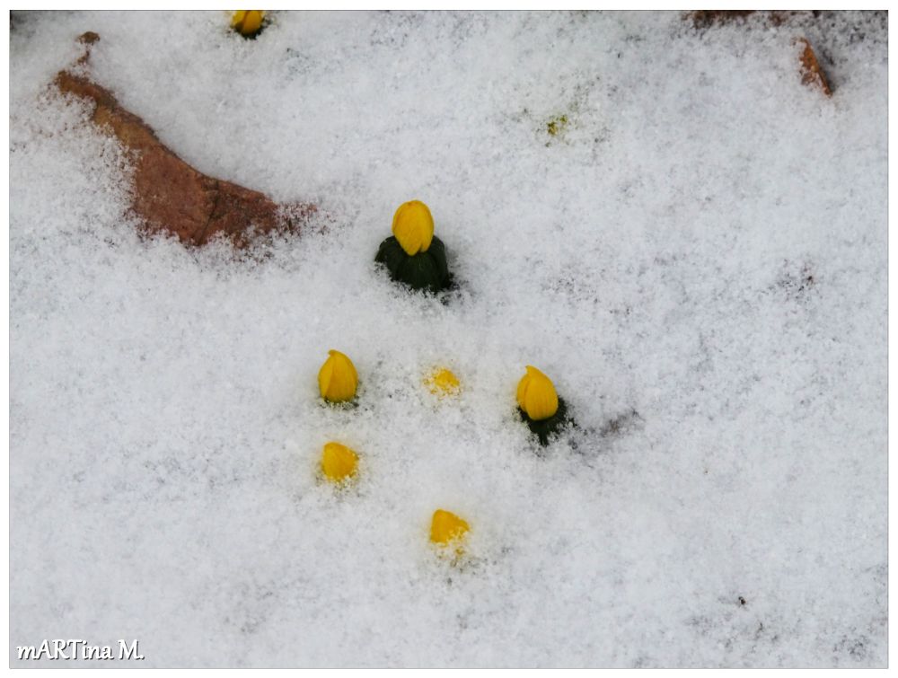 Frühling in der Versenkung