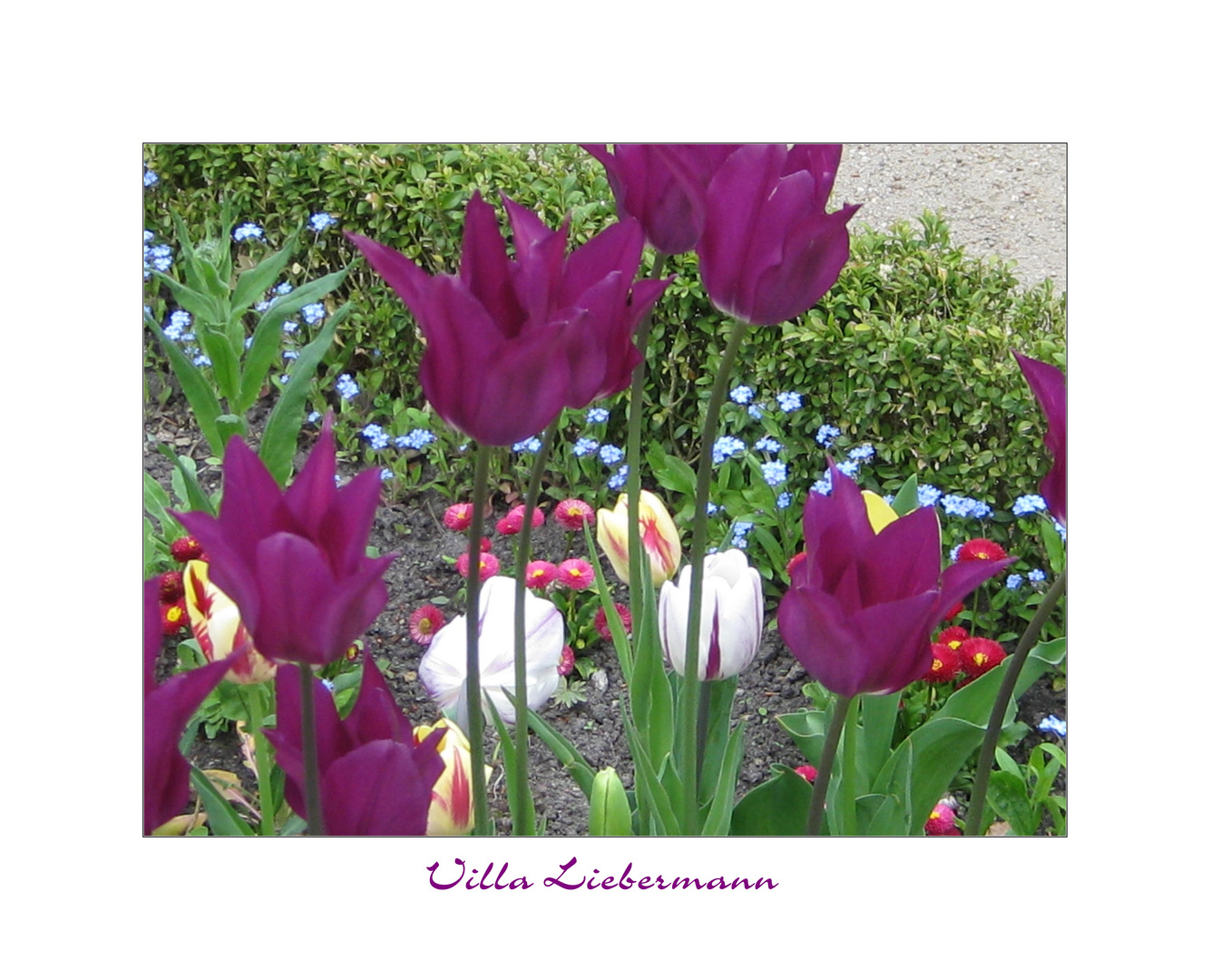 Frühling in der Villa Liebermann