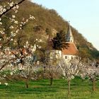 Frühling in der Wachau