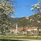 Frühling in der Wachau