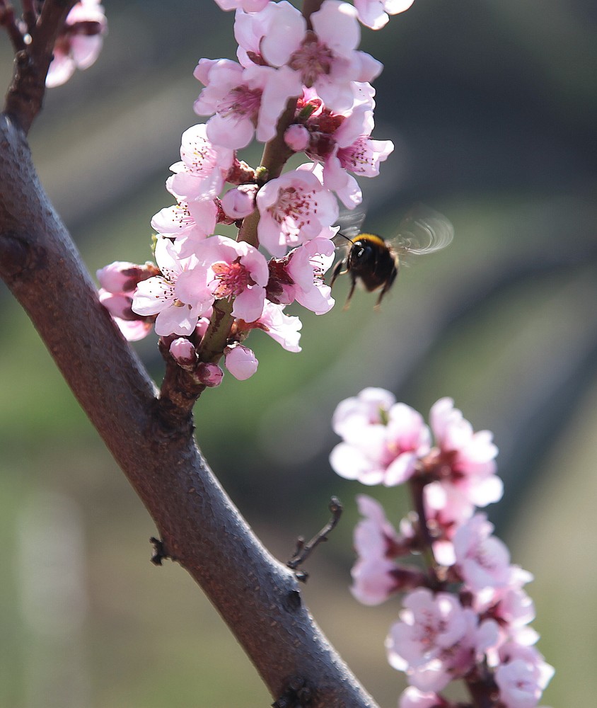 Frühling in der Wachau